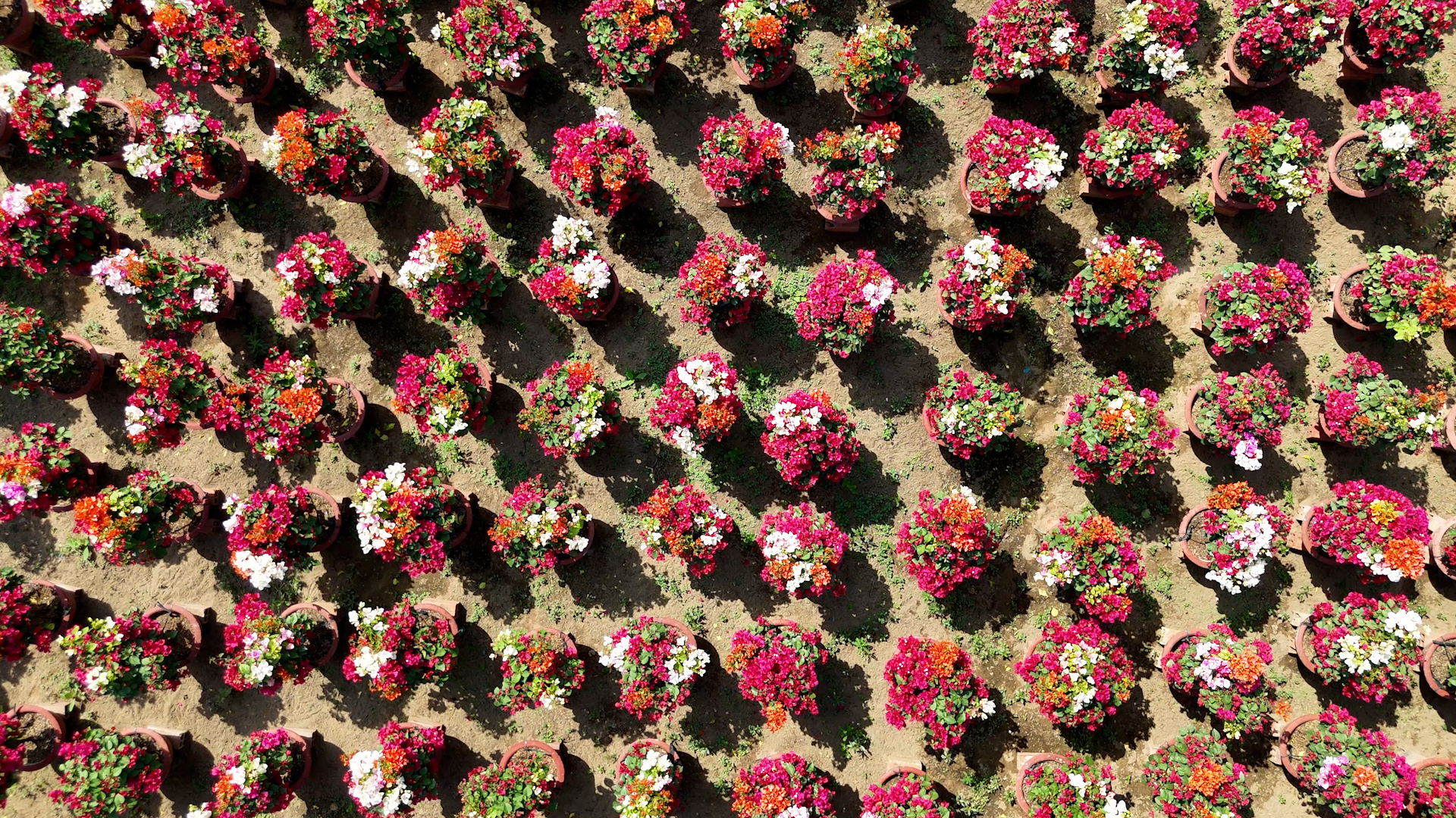 Cha con vạn dặm 2